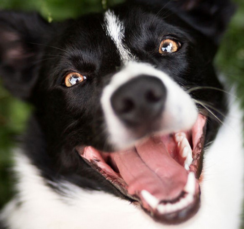 happy dog
