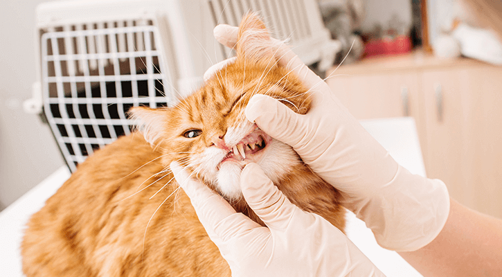 pet dental exam