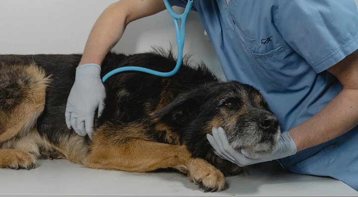 emergency care for dog