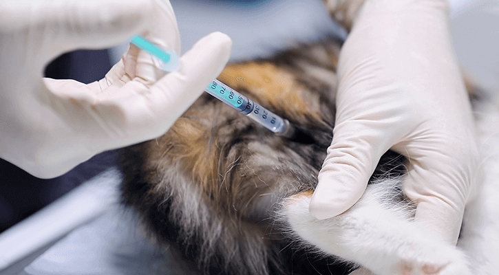 cat vaccination